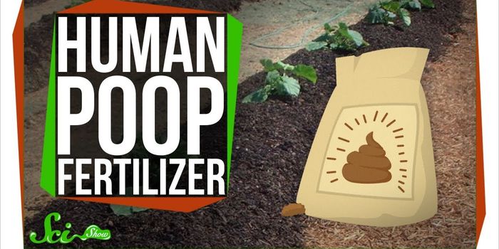 Does Human Poo Work as Fertilizer?