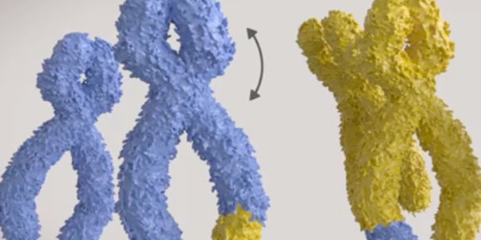 Insight Into how Cancer Cells Overcome Abnormalities & Grow