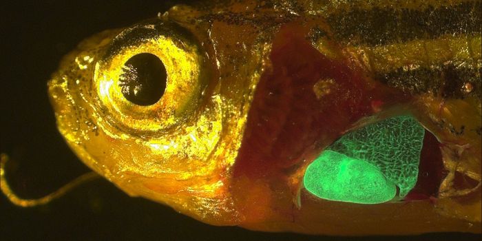 Regenerating Hearts with Zebrafish Tissue