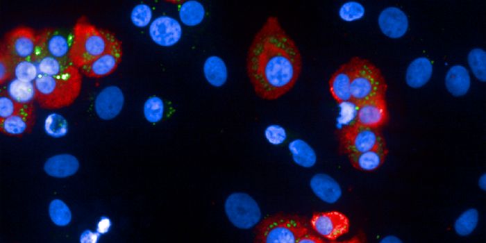 Blood Pressure Drug Prevents Onset of Type 1 Diabetes