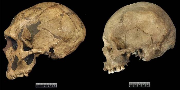 54,000-Year-Old Tooth Challenges Our Understanding of How Humans and Neanderthals Interacted