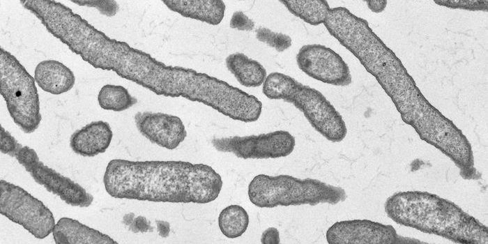 Examining the Existence of Organelles in Bacteria