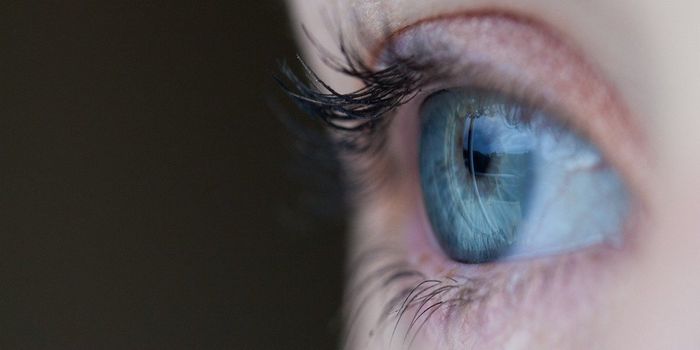 New Proteins Found in the Optical Processing of Lazy Eyes