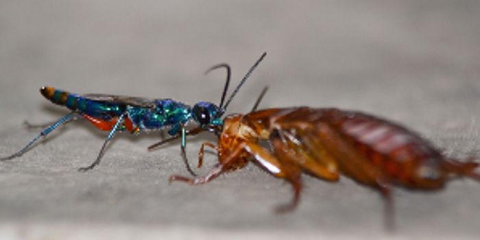 Night of the living dead cockroach