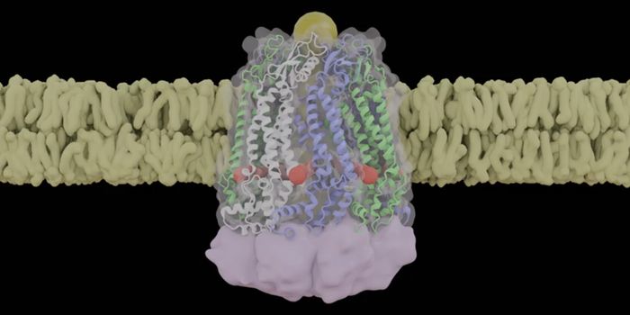 Insight Into the Gating Mechanisms of a Critical Channel
