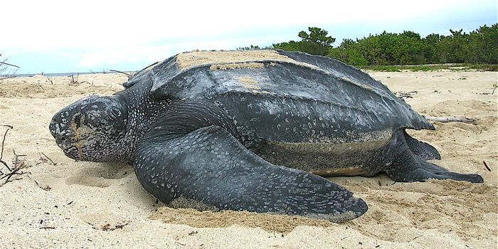 NOAA Considers Changes to Leatherback Sea Turtle's Endangerment Status