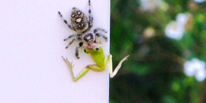 These Little Spiders Munch on Vertebrates 1-3x Their Size