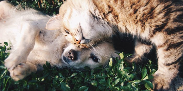 Study Sheds Light on Cannabinoid Treatments for Dogs and Cats