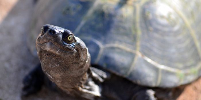 How a Mother Turtle Responds to a Predator That Wants to Eat Her Eggs