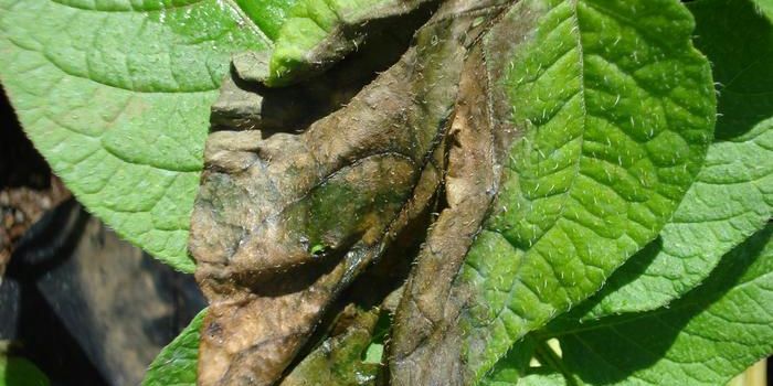 Tracking the Trajectory of Late Blight Disease: A Text Mining Study from 1840s to Modern Times