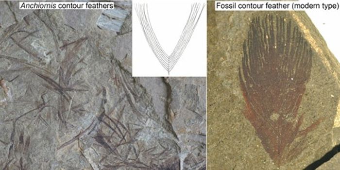 Were Dinosaurs Fluffier Than We Originally Thought?