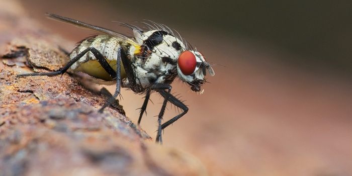 This Fungus Kills Flies in an Unusual Way