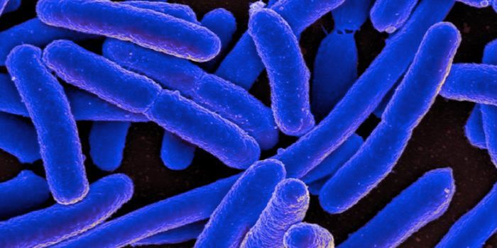Does a Strain of Gut Bacteria Cause Parental Neglect?