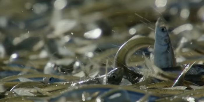 These Fish Beach Themselves When it Comes Time to Mate