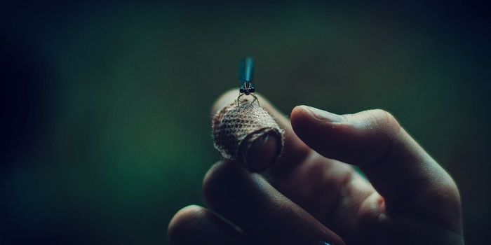 What fireflies' bioluminescence can teach us about mitochondria and cancer