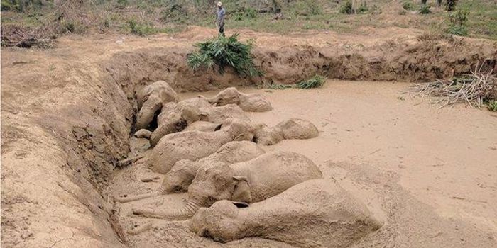 11 Elephants Successfully Rescued From a Mud Pit