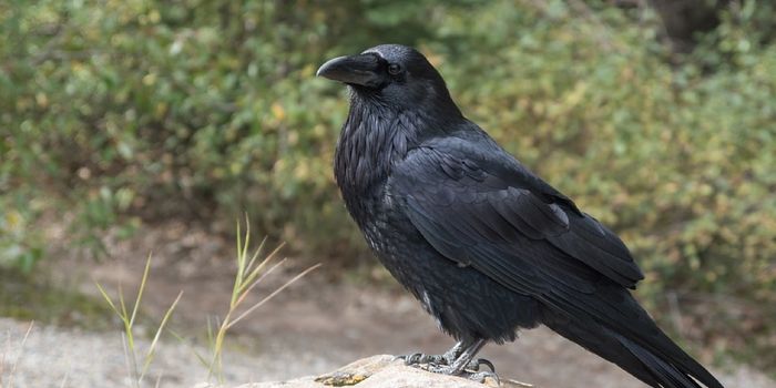 Crows Are Incredibly Smart Birds