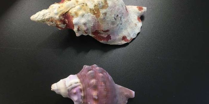 Shelled Marine Creatures Face Worrisome Future Amid Acidifying Oceans