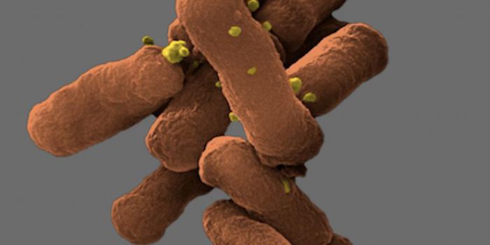 Advances in the Study of the Oral Microbiome