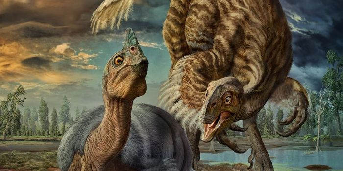 'Baby Louie' Fossil Officially Identified as Giant Bird-Like Dinosaur Species