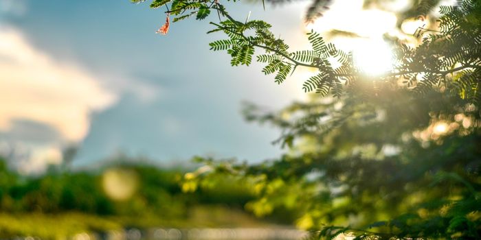 New Tech Simulates Photosynthesis, Produces Food Without Sunlight