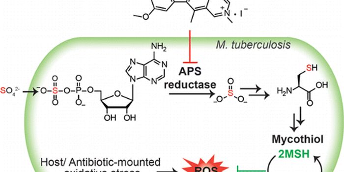 Scripps Florida Scientists Discover New Compounds with Potential to Treat Persistent Tuberculosis