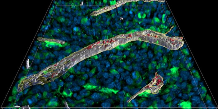 Containing a Deadly Weapon - New Insights Into Immune Regulation