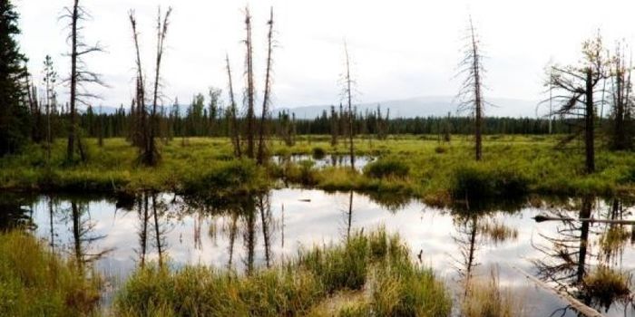 Taller trees put peat bogs at greater risk of fire