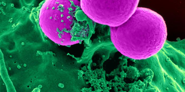 Revealing how Gram-Negative Bacteria Build Cell Walls