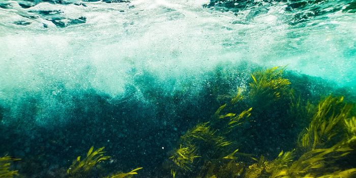 The Secrets of Seaweed: Sargassum's Role in Skin Pigmentation