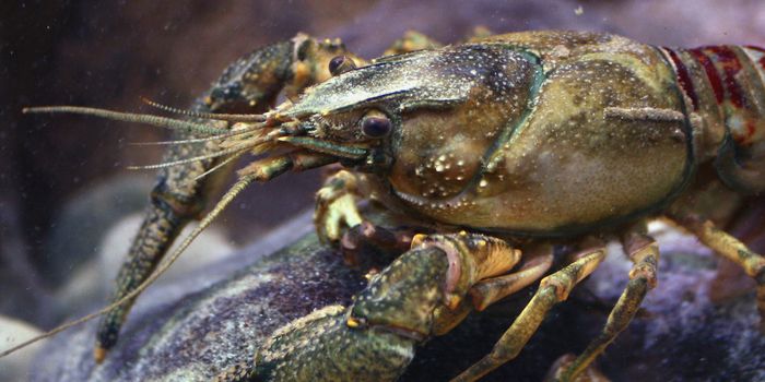 Antidepressants in Waterways Can Change Animals' Behavior