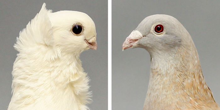 Solution to a Pigeon Genetic Mystery Provides Insight Into Development