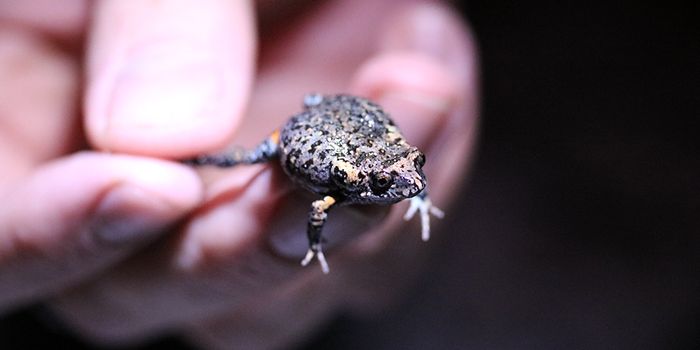 New frog species discovered in Australia