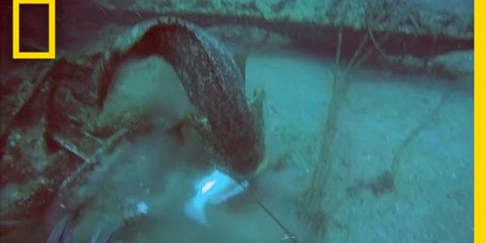 Watch As This Spear Fisherman is Dragged Around By a Giant Fish