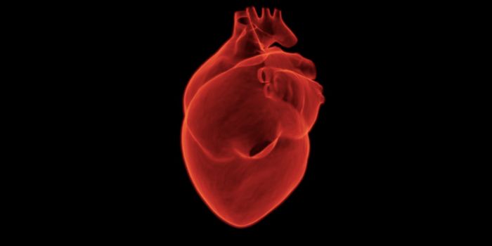 Study Suggests Cell Reprogramming Can Repair Heart Attack Damage