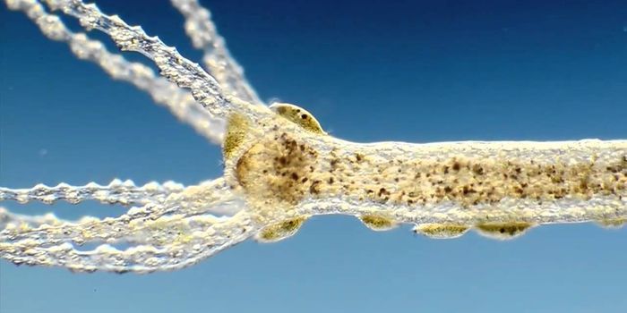 Microscopic Movie Stars 