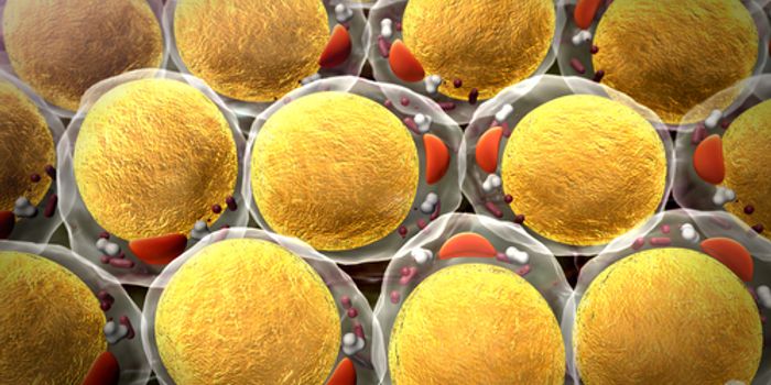 Obesity Genes Identified by Worldwide Research Team