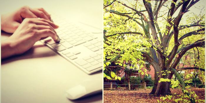 What Would You Email a Tree?