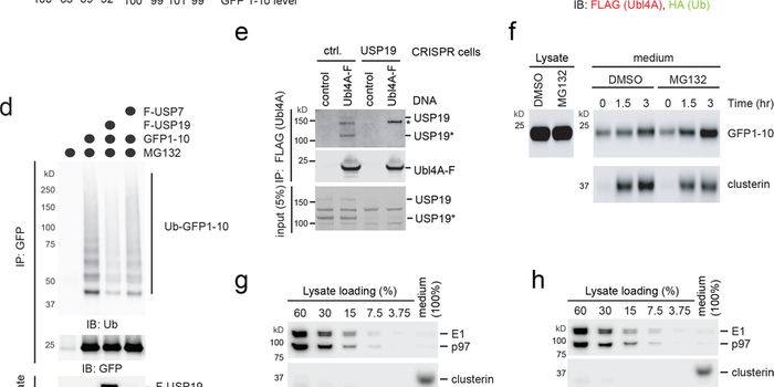 MAPS: A Novel Protein Quality Control Pathway