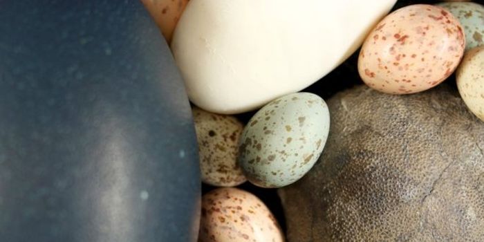 Dinosaur Eggs Were Likely Very Colorful, Study Suggests