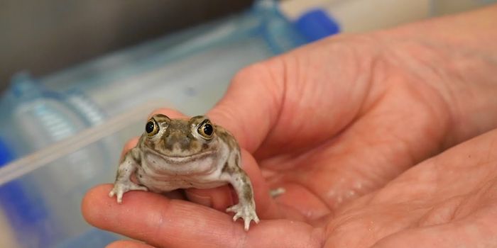 Gaining Insight Into How Organisms Adapt to Changing Environments