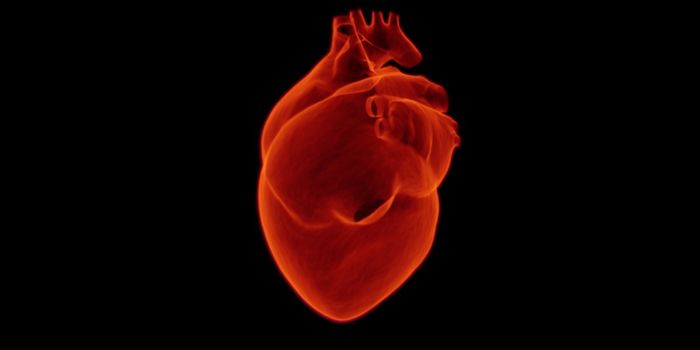 Directing Stem Cells to the Heart