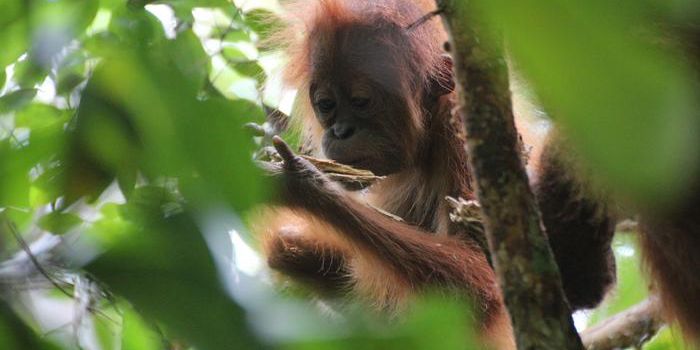 Wild vs. Captive: How Setting Shapes Orangutan Behavior