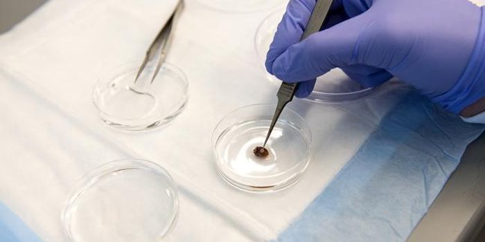 3D Printing Brings Digital Heart Patch to Life