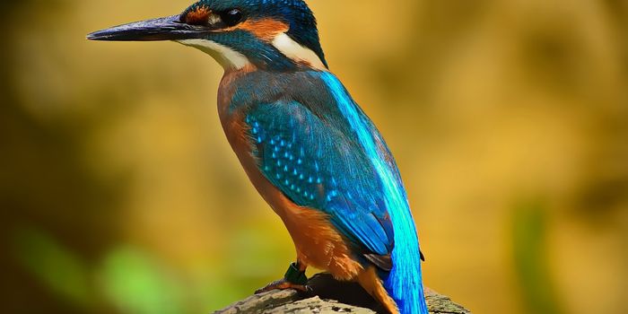 Cancer Development in Birds is Linked to Reproduction