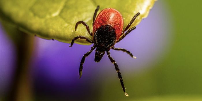 The First Cross-Species Signaling Pathway is Discovered