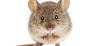 Cutting calories and timely eating increases mice longevity