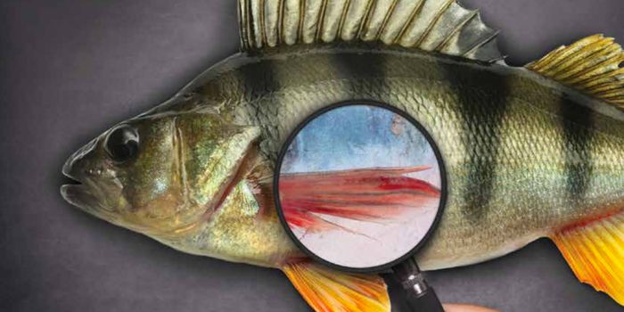 Are You Eating Endangered Fish?