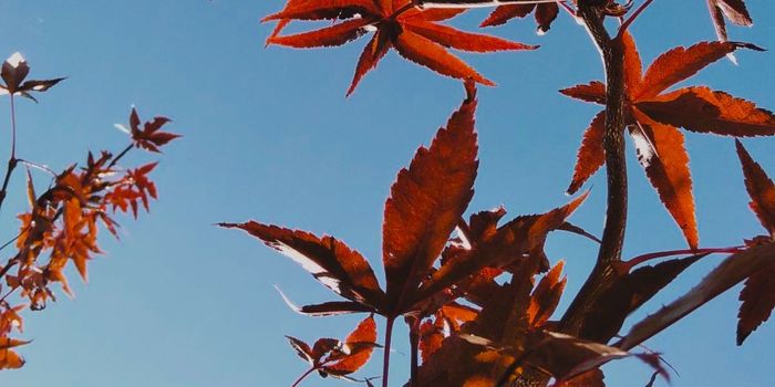 Does Cannabis Really Make Sex Better?