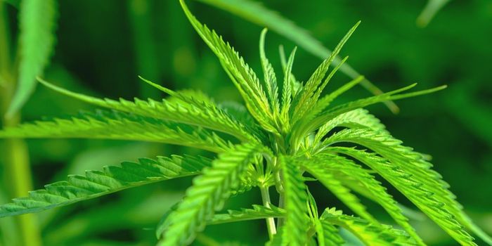 Teen Cannabis Use Linked to Higher Risk of Health Problems